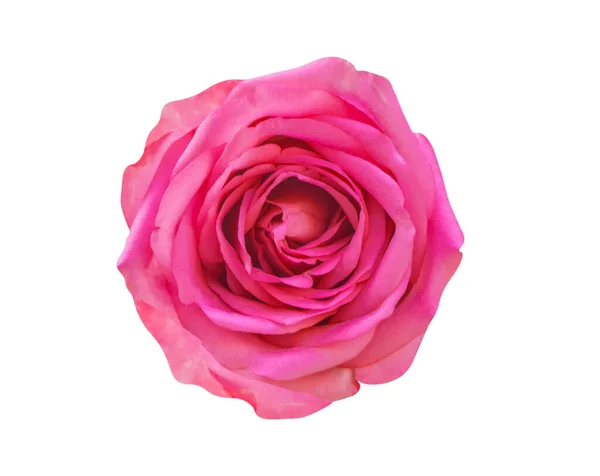 Rózsaszín Rózsa Virág Elszigetelt Fehér — Stock Fotó