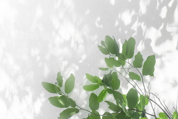 Folhas Sombra Caules Árvore Padrão Fundo Textura Parede Concreto Branco — Fotografia de Stock