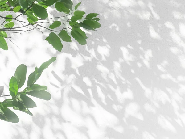 Folhas Sombra Caules Árvore Padrão Fundo Textura Parede Concreto Branco — Fotografia de Stock