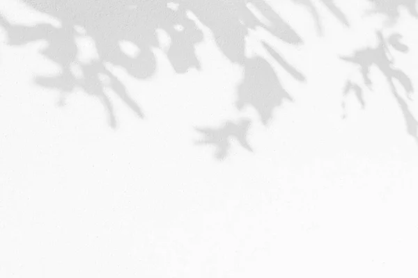Листя Тіней Візерунок Білому Фоні Текстури Стін Чорно Білий Монохромний — стокове фото