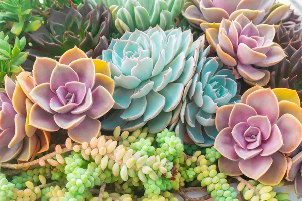 色彩艳丽的仙人掌多汁的植物质感背景 沙漠植物奇形怪状的绽放 紧密相连 — 图库照片