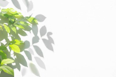 Beyaz beton duvar dokusunda doğal yaprakların gölge arkaplanı ağaç dalı deseni 