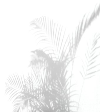 Doğal palmiye yapraklarının gölgesi ve arka plan ve duvar kağıdı için beyaz duvar dokusuna düşen palmiye ağacı, siyah ve beyaz ton