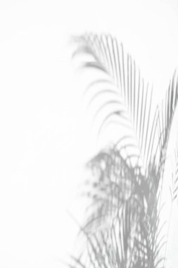 Arka plan ve duvar kağıdı için beyaz duvar dokusuna düşen doğal palmiye yapraklarının soyut gri gölge arkaplanı, siyah ve beyaz ton