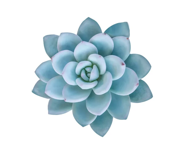 Kaktüs Sulu Yapraklı Bitki Dokusu Güzel Desenli Çiçek Düzenleme Arkaplan — Stok fotoğraf