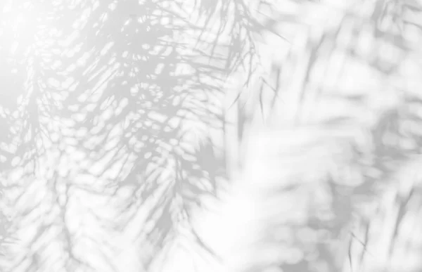 Palmiye Yapraklarının Gri Gölgesi Arka Plan Tasarımı Duvar Kağıdı Için — Stok fotoğraf