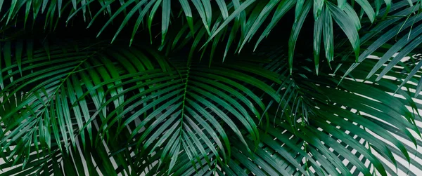 Liście Palmy Tło Ciemności Zielonym Młodym Liściem Palmie Tropikalnym Lesie — Zdjęcie stockowe