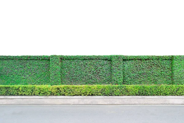 Zielone Liście Ogrodzenia Ściana Bluszcz Wspiąć Się Ścianie Ogrodzenia Izolowane — Zdjęcie stockowe