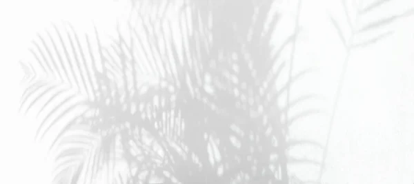 Doğal Palmiye Yapraklarının Gölgesi Arka Plan Duvar Kağıdı Için Beyaz — Stok fotoğraf