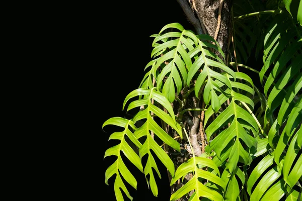 Native Monstera Palmblätter Epipremnum Pinnatum Lianenpflanze Immergrüne Blätter Weinstöcken Kletterpflanzen — Stockfoto