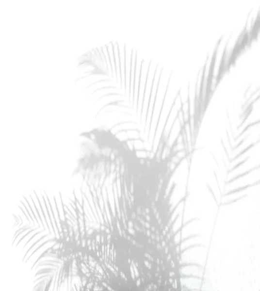 Shadow Background Natural Palm Leaves Palm Tree Falling White Wall — Stock Photo, Image