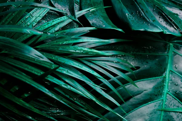 Tropická Zelená Listí Pozadí Světlem Kapkami Palm Monstera Deliciosa List — Stock fotografie