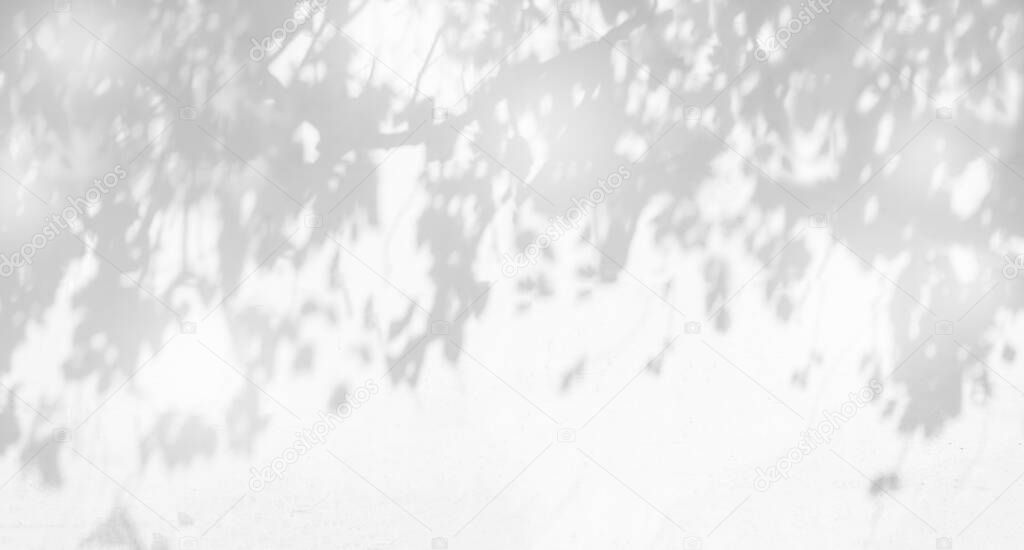 Tree and leaves shadow background, shadow of tree branch pattern falling on white concrete wall texture, black and white monochrome tone, nature art on wall