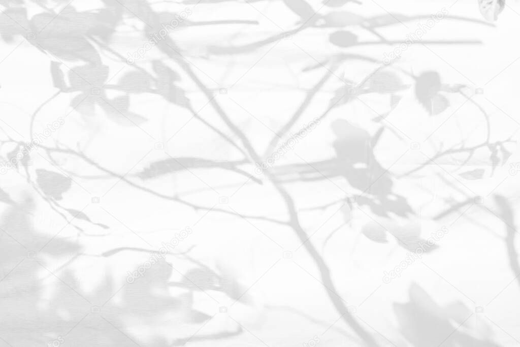 Abstract gray shadow background of natural leaves tree branch falling on white wall texture for background and wallpaper, black and white monochrome ton