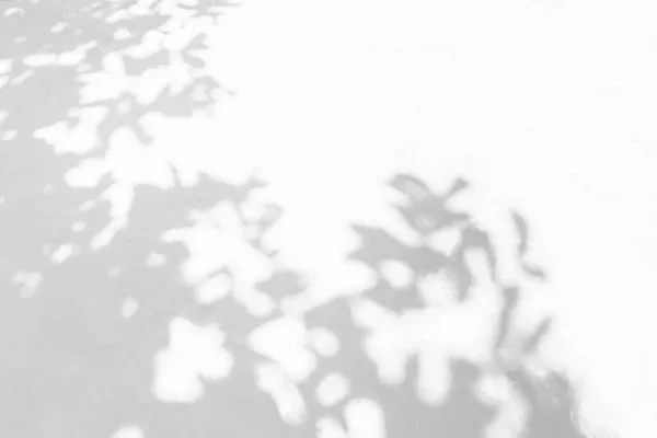 Тіньовий Фон Природного Листя Дерева Гілки Візерунок Білій Текстурі Бетонних — стокове фото