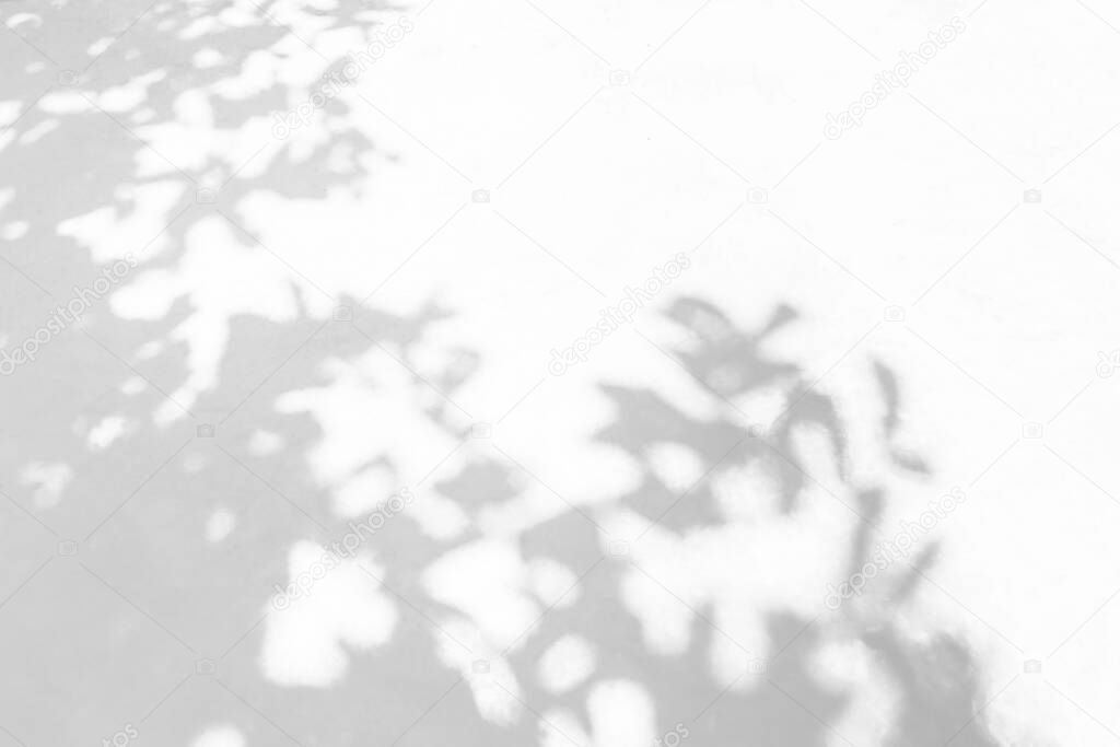Shadow background of natural leaves tree branch  pattern on white concrete wall texture , black and white monochrome ton