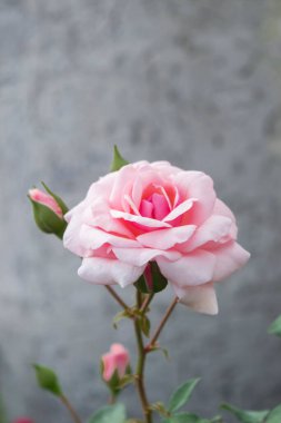 Gül bahçesi tarlasında gül ağaçları üzerinde çiçek açan pembe gül deseni. Arka plan ve sevgililer günü için taze taç yaprakları deseni var.