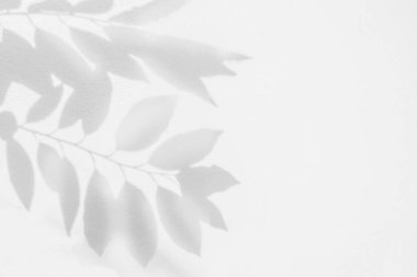 Geride gölge ve ağaç dalı bırakıyor. Doğal yapraklar ağaç dalları. Karanlık gölge ve güneş ışığı. Arka plan duvar kâğıdı ve herhangi bir arzu için beyaz beton duvar dokusu üzerine lekelenmiş.