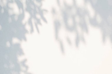 Gölge ve ağaç dalı soyut bir arkaplan bırakır. Doğal yapraklar ağaç dalı ışığı gölgeleri ve güneş ışığını, arka plan duvar kağıdı ve herhangi bir arzu için beyaz beton duvar dokusuna boca eder.