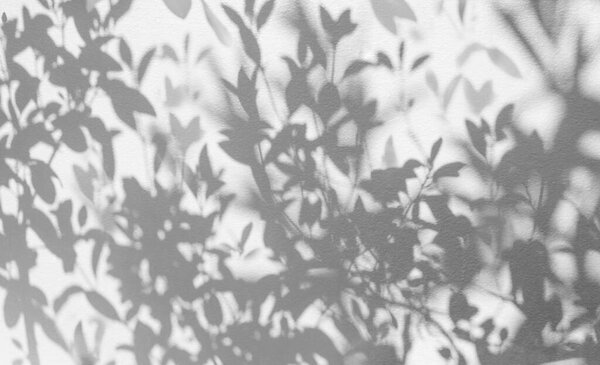 Leaves shadow pattern on white concrete wall texture background, black and white monochrome tone, nature shadow art on wal