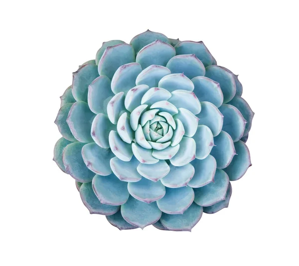 Kaktus Saftige Blätter Blattpflanzen Textur Mit Schönem Muster Florale Anordnung — Stockfoto
