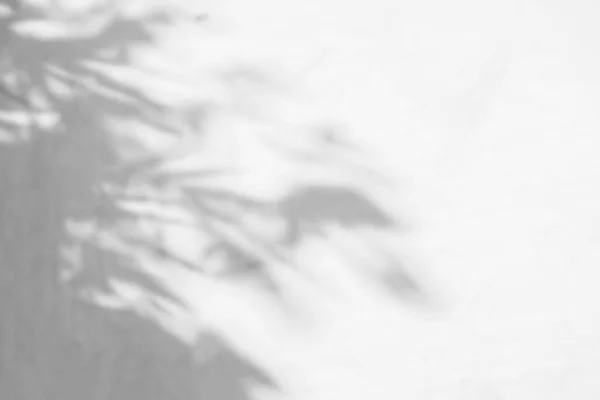 Абстрактне Листя Тіні Розмитого Фону Білій Текстурі Бетонних Стін Чорно — стокове фото