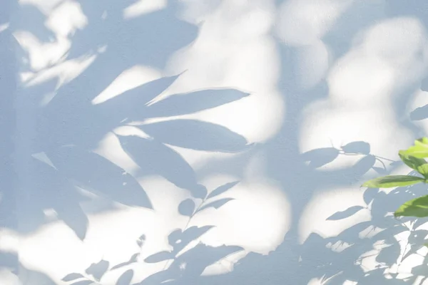 Leaves shadow and tree branch background. Natural leaves tree branch dark shadow and light from sunlight dappled on white concrete wall texture for background wallpaper and any desig