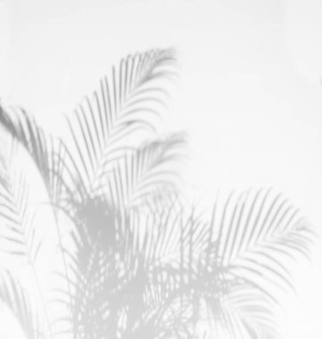 Palmiye ağacının gri gölgesi soyut arkaplan beyaz beton duvara düşüyor