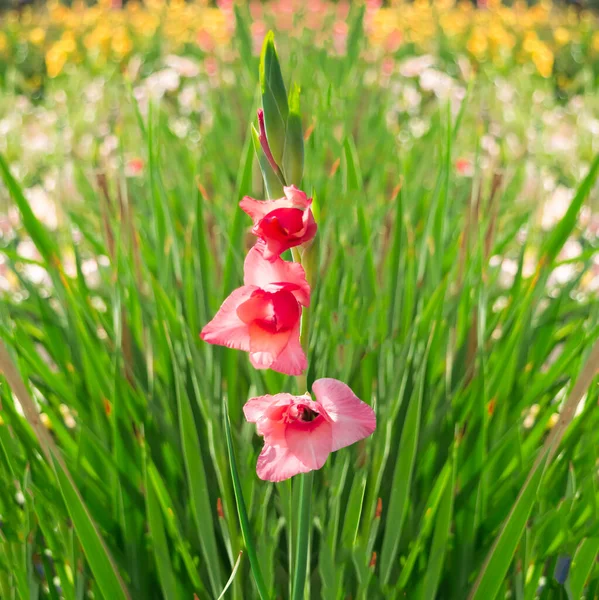 グラジオラスの花の背景 ピンクの剣ユリ 庭で咲く グラジオラスの花フィールド — ストック写真