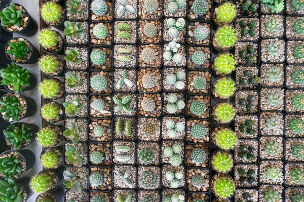 Cactus Suculentas Plantas Cacto Panela Coleção Folhagem Com Belo Padrão — Fotografia de Stock