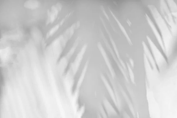 Gray Shadow Palm Leaves Palm Tree Abstract Background Falling White — Stock Photo, Image