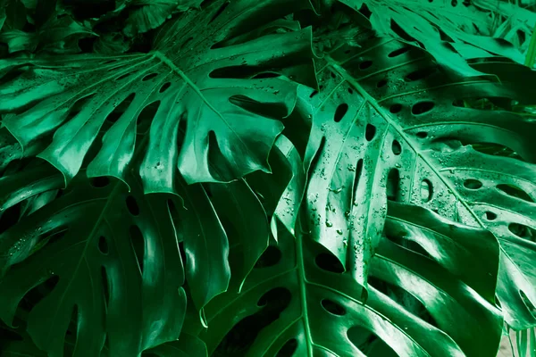 Monstera Deixa Textura Fundo Floresta Tropical Selva Uma Grande Folha — Fotografia de Stock