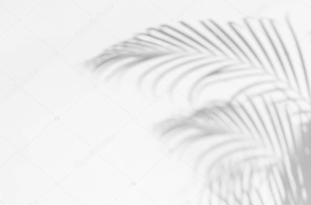 Gray shadow of palm leaves on palm tree abstract background   falling on white concrete wall