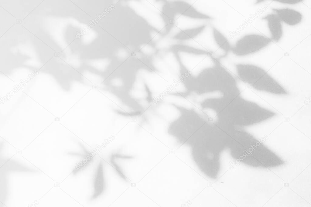 Leaves shadow pattern on white concrete wal