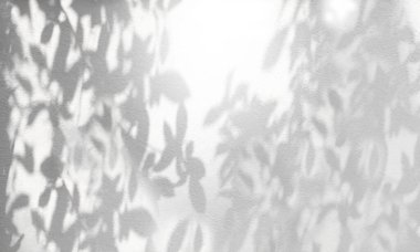 Arkaplan olarak beyaz beton duvar dokusuna düşen ağaç dalının gölgesi. Gölge çerçevesi, siyah ve beyaz, tek renkli 