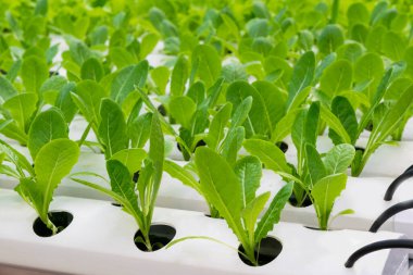 Hidroponik sistemden yetişen organik yeşil marul ya da salata. Sera hidroponiğinde toprağı olmayan suda sıvı gübre çözeltisi.