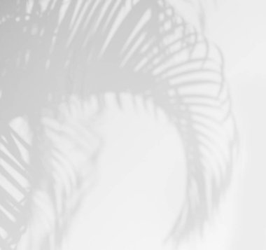 Doğal palmiye yapraklarının soyut gri gölge arkaplanı arka plan ve duvar kağıdı için beyaz beton duvar dokusuna düşüyor, siyah beyaz, tek renkli, yakın plan