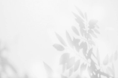 Beyaz duvar dokusunda soyut gölgeler bırakır. Siyah beyaz, tek renkli, doğa gölgesi sanatı.