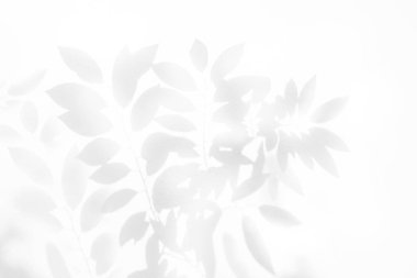 Beyaz beton duvar dokusunda gölge deseni bırakıyor. Arka plan, siyah beyaz, tek renk, doğa gölgesi sanatı.