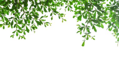 Yeşil yaprak ağaç, beyaz sırtı üzerinde sınır ve çerçeve bırakır