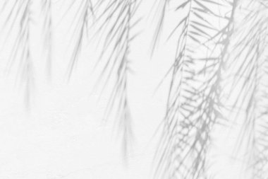 Doğal palmiye yapraklarının gri gölgesi arka plan ve duvar kağıdı için beyaz beton duvar dokusuna dökülen soyut arkaplan, siyah ve beyaz, tek köşeli.