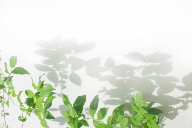 Beyaz beton duvar dokusunda gölgeler bırakır, siyah ve beyaz, tek renk, doğa gölgesi sanatı.