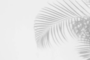Beyaz beton duvar dokusu üzerinde palmiye yaprakları soyut gri gölge arkaplan, siyah ve beyaz, tek renk 
