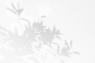 Beyaz duvarda yaprakları olan ağaç gölgesi, doğa gölgesi.