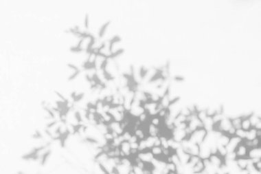 Beyaz beton duvar dokusu, siyah beyaz, monokrom, doğa gölgesi sanatı üzerine ağaç dalının soyut gölgesi bulanık arkaplanı