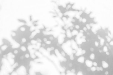 Yapraklı, dallı ve aydınlık gölgeli ağaç gölgesi beyaz duvarda bulanık arka plan, doğanın gölgesi sanatı