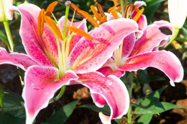 Bahçedeki pembe zambaklar çiçek açıyor ve çiçek açıyor. Yaprakların dokusunda pembe noktalar ve sarı polenler var. Adı oryantal hibrid zambak, kapat şunu.