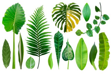 Tropik yeşil yapraklar beyaz arka planda izole edilmiş. Taze canavar yaprağı, muz, palmiye, fil kulağı, altın pothos, çizgili Dracaena, fer
