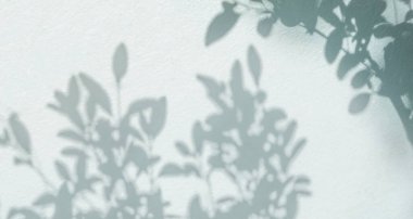 Doğal yaprak ağaç dalının soyut yeşil gölgesi arka plan ve duvar kâğıdı için beyaz duvar dokusuna düşüyor.