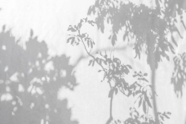 Beyaz duvar dokusunda doğal yapraklar ve ağaç dalları bulanık arkaplan, siyah beyaz monokrom, doğa gölgesi sanatı